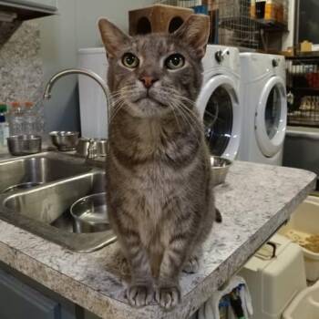 Rescue Domestic Short Hair Cats for Adoption in Lenexa, Kansas - Milo | PetCurious