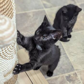Penny -  Domestic Short Hair Cat for Adoption in Abbotsford, British Columbia - Penny | PetCurious