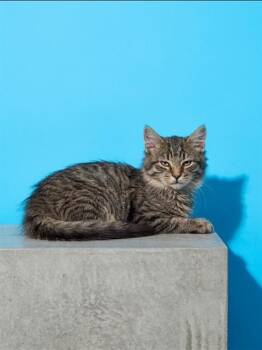 SERAS -  Domestic Long Hair Cat for Adoption in Jacksonville, Florida - SERAS | PetCurious