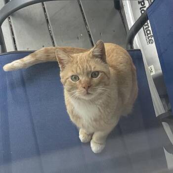 O.J. -  Domestic Short Hair Cat for Adoption - O.J. | PetCurious