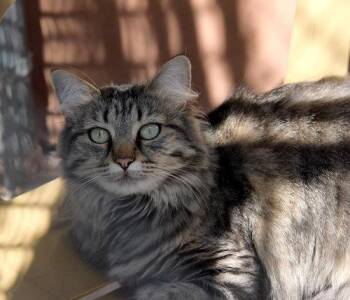 Domestic Long Hair and Maine Coon Cats Available for Adoption in Santa Fe, New Mexico - Lola | PetCurious
