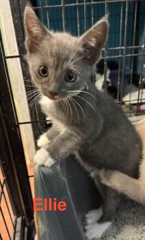 Domestic Short Hair Cats Available for Adoption in Shrewsbury, Massachusetts - Ellie | PetCurious
