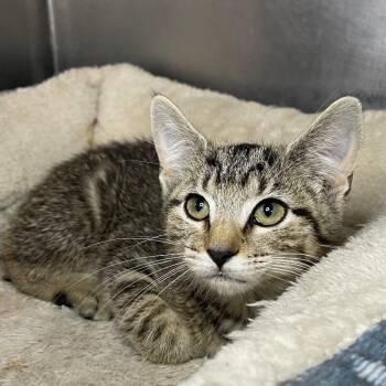 Briar -  Domestic Short Hair Cat for Adoption in Roanoke, Virginia - Briar | PetCurious