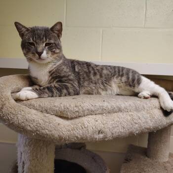 Henry -  Domestic Short Hair Cat for Adoption in Elmwood Park, New Jersey - Henry | PetCurious