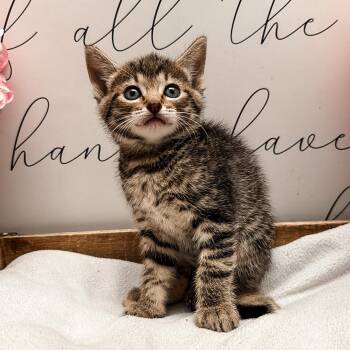Bell -  Domestic Short Hair Cat for Adoption in Newberg, Oregon - Bell | PetCurious