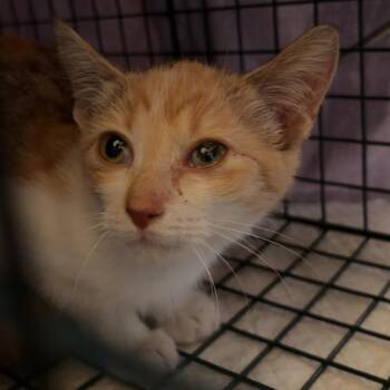 Aurora -  Domestic Short Hair Cat for Adoption in Austin, Texas - Aurora | PetCurious
