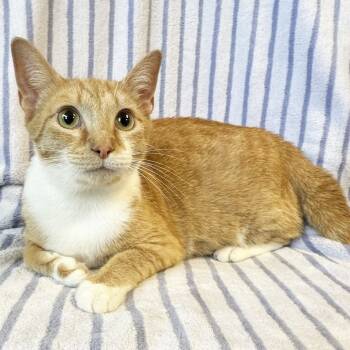 Rescue Domestic Short Hair Cats for Adoption in Mt. Juliet, Tennessee - Mama Skippy | PetCurious