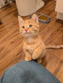 Rescue Domestic Short Hair Cats for Adoption in Greenwood, Indiana - Leo | PetCurious