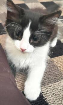 Biggie Remix -  Domestic Short Hair and Tuxedo Cat for Adoption in Chandler, Arizona - Biggie Remix | PetCurious
