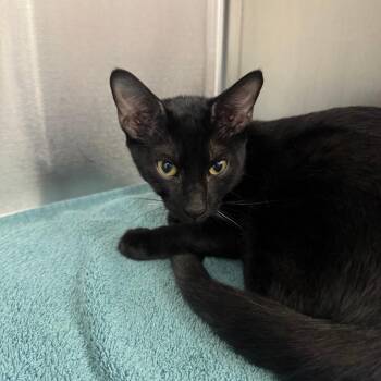 Marlin -  Domestic Short Hair Cat for Adoption in Lake Panasoffkee, Florida - Marlin | PetCurious