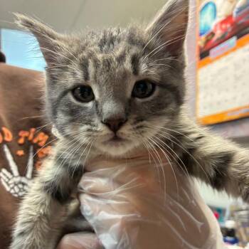 Mazda -  Domestic Short Hair Cat for Adoption in Newark, New Jersey - Mazda | PetCurious