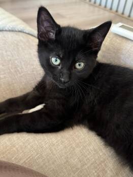 Hazel Mae -  Domestic Short Hair Cat Available for Adoption in Arthur, Ontario - Hazel Mae | PetCurious