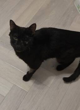 Nyx Nightshade -  Domestic Short Hair Cat for Adoption in Chandler, Arizona - Nyx Nightshade | PetCurious