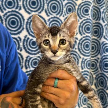 President Meow -  Domestic Short Hair Cat for Adoption in Goleta, California - President Meow | PetCurious