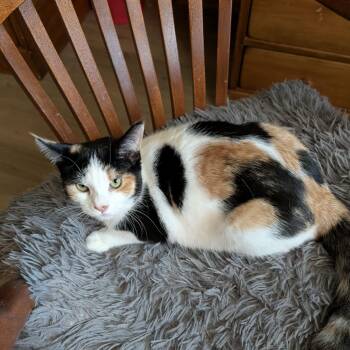 Calico Cats Available for Adoption in Delhi, Ontario - VITAH | PetCurious
