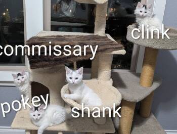 Domestic Long Hair Cats Available for Adoption in Denver, Colorado - Clink | PetCurious