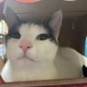 Domestic Short Hair Cats Available for Adoption in Pasadena, California - Jax | PetCurious