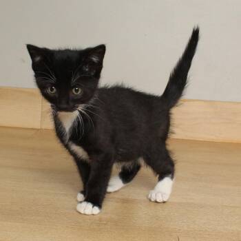 Domestic Short Hair Cats Available for Adoption in Minnetonka, Minnesota - Soul Asylum C69061 | PetCurious