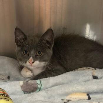 Ocean -  Domestic Short Hair Cat for Adoption in Buffalo, New York - Ocean | PetCurious