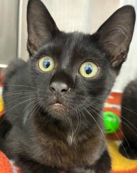 Garfunkel -  Domestic Short Hair Cat for Adoption in Hartsville, South Carolina - Garfunkel | PetCurious