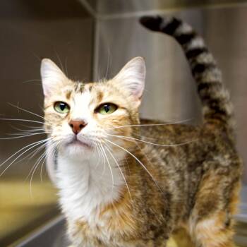 Calla -  Domestic Short Hair Cat for Adoption in Seattle, Washington - Calla | PetCurious