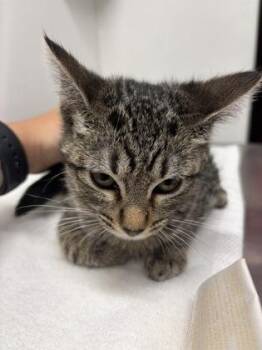 Riley -  Domestic Short Hair Cat Available for Adoption in West Chester, Pennsylvania - Riley | PetCurious