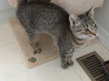 Rescue Domestic Short Hair Cats for Adoption in Colorado Springs, Colorado - AZENA | PetCurious