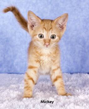 Mickie -  Domestic Short Hair Cat for Adoption in Gilbert, Arizona - Mickie | PetCurious