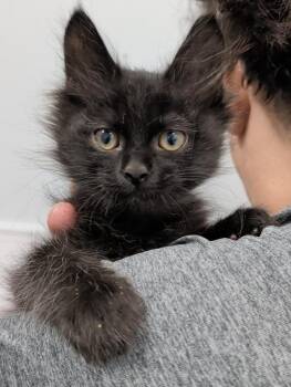 Ike -  Domestic Short Hair Cat for Adoption in Denham Springs, Louisiana - Ike | PetCurious