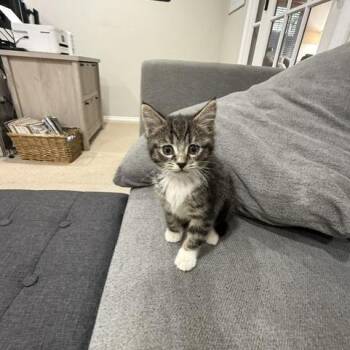 Bella -  Domestic Short Hair Cat for Adoption in Ashland, Oregon - Bella | PetCurious