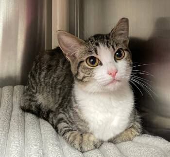 Sunnie -  Domestic Short Hair Cat for Adoption in Chico, California - Sunnie | PetCurious