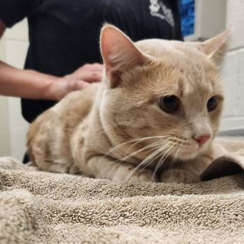 Domestic Short Hair Cats Available for Adoption in Murray, Utah - Bambi | PetCurious