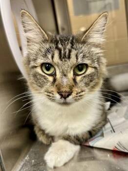 California Roll -  Domestic Short Hair Cat for Adoption in Wichita, Kansas - California Roll | PetCurious