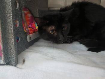 MISTER -  Domestic Short Hair Cat Available for Adoption in Chula Vista, California - MISTER | PetCurious