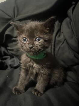 VENUS -  Domestic Short Hair Cat for Adoption in Camarillo, California - VENUS | PetCurious