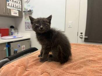 Winky -  Domestic Short Hair Cat for Adoption in Kansas City, Missouri - Winky | PetCurious