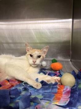 Domestic Short Hair Cats Available for Adoption in San Antonio, Texas - Clefairy | PetCurious