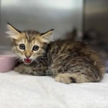 Wisteria -  Domestic Short Hair Cat for Adoption in Bullhead City, Arizona - Wisteria | PetCurious
