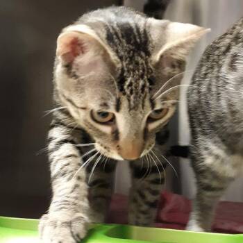 Cliff -  Domestic Short Hair Cat for Adoption in Spokane, Washington - Cliff | PetCurious