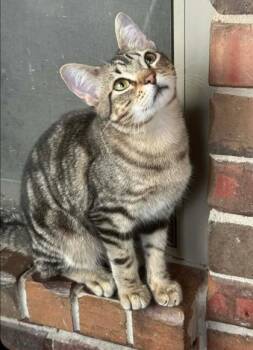 Ross -  Domestic Short Hair Cat for Adoption in Warr Acres, Oklahoma - Ross | PetCurious
