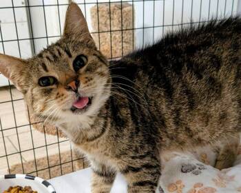 Domestic Short Hair Cats Available for Adoption in St. Augustine, Florida - Carina | PetCurious