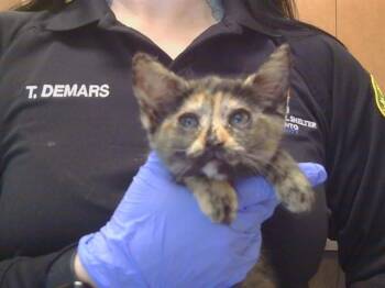 TOTO -  Domestic Short Hair Cat for Adoption in Sacramento, California - TOTO | PetCurious