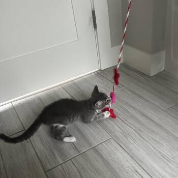 Mike -  Domestic Short Hair Cat for Adoption in Hopkinton, Massachusetts - Mike | PetCurious