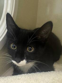 Sincere -  Domestic Short Hair Cat for Adoption in Winnipeg, Manitoba - Sincere | PetCurious