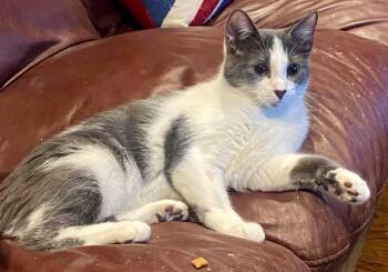 MYSTIC -  Domestic Short Hair Cat for Adoption in Minesing, Ontario - MYSTIC | PetCurious