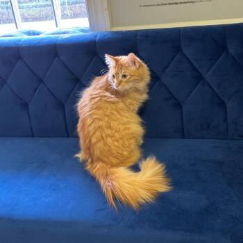 Tobias -  Domestic Long Hair Cat for Adoption in Monroe, North Carolina - Tobias | PetCurious