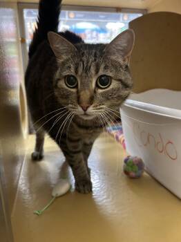 Domestic Short Hair Cats Available for Adoption in Herculaneum, Missouri - Wanda | PetCurious