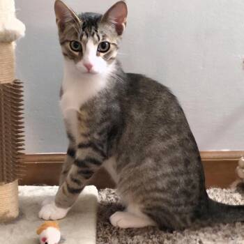 Domestic Short Hair Cats Available for Adoption in Buffalo, New York - Spice | PetCurious