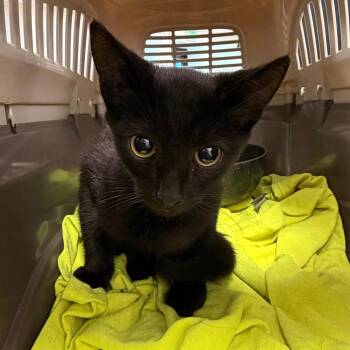 Wumpus -  Domestic Short Hair Cat for Adoption in Philadelphia, Pennsylvania - Wumpus | PetCurious