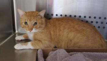Domestic Short Hair Cats Available for Adoption in Kansas City, Missouri - Monopoly | PetCurious